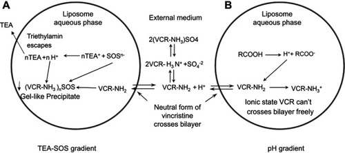 Figure 1 Mechanisms of VCR drug loading. (A) Schematic of the active loading method of vincristine sulfate into preformed liposomes using a TEA-SOS gradient. VCR forms a gel-like precipitate due to the presence of SOS- inside the liposome. (B) Schematic of the active loading method of vincristine sulfate into performed liposomes using a pH gradient. Detailed descriptions of the method and processes are given in the text.