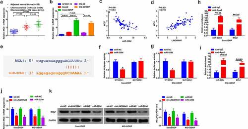 Figure 6. MCL1 is the alternative target of miR-320d. (a) RT-qPCR to detect MCL1 in normal tissues and DDP-sensitive or drug-resistant cancer tissues; (b) RT-qPCR to examine MCL1 in hFOB1.19 cells, OS cells and OS DDP-resistant cell lines; (c-d) Pearson test to analyze the pertinence of MCL1, LINC00641 with miR-320d; (e) The binding site of MCL1 with miR-320d predicted via bioinformatics website; (f-g) The luciferase activity assay to testify the targeting of MCL1 with miR-320d; (h-i) RIP to detect the enrichment of LINC00641 or miR-320d in anti-ago2 combination precipitation; J-K. qPCR and Western blot to detect MCL1. * vs. the sh-NC, P < 0.05; + vs. the miR-NC, P < 0.05.