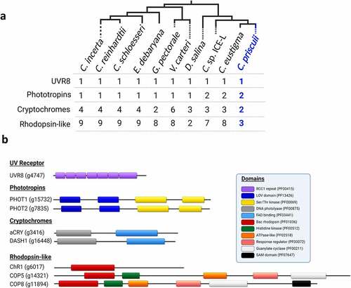Figure 1. The number of photoreceptor genes and their predicted domain structure in C. priscuii. (a) Tree of various Chlamydomonadales and the number of full-length photoreceptor genes detected in their nuclear genomes; branching order is based on previous phylogenetic analysesCitation19,Citation32,Citation39 and the position of C. priscuii is highlighted in blue. [b) Overview of the predicted domain structure of the C. priscuii photoreceptors, labeled with their gene locus according to Citation19. All domains are identified according to their Pfam Family ID. Genome completeness by BUSCO for C. priscuii is reported as 85%.
