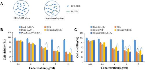 Figure 4 (A) In vitro anti-tumor model of BEL-7402 alone and co-cultured system of BEL-7402 and HUVEC cells. The cytotoxicity of different drug formulations against BEL-7402 alone (B) and co-cultured system (C), respectively. *Value presents statistically significant difference (P<0.05).