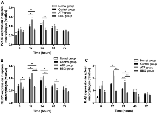 Figure 3 P2X7R mediated NLRP3 inflammatory-dependent IL-1β secretion on macrophages. The expressions of P2X7R (A), NLRP3 (B) and IL-1β (C) in rat spleen macrophages were analyzed by qRT-PCR. *P<0.05, **P< 0.01, ***P< 0.001.