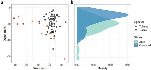 Figure 2. The relationship between size and burial depth of bivalve species (toheroa and tuatua) found in oystercatcher predation holes (a) and the influence of bivalve burial depth on oystercatcher predation success (b). From predation hole excavation data collected at First Stream and Third Stream in June and August 2019. Plots produced in RStudio using the package ‘ggplot2’ (Wickham Citation2016).