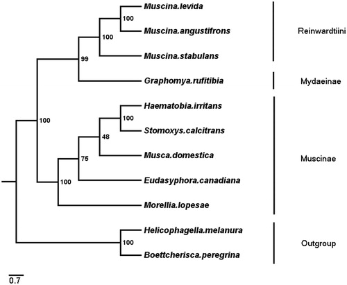 Figure 1. Phylogenetic trees of G. rufitibia with 8 species of Muscidae and two Sarcophagidae species as Outgroups, The tree based on 13 PCGs +2 rRNAs by using ML methods.