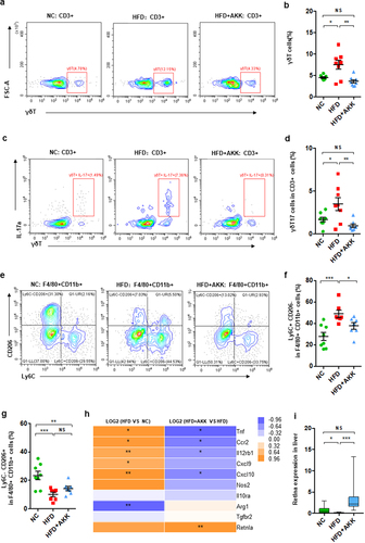 Figure 2. Akkermansia muciniphila decreased hepatic γδT17 cells and proinflammatory macrophages in NASH mice. (a) Representative flow cytometric analysis and (b) percentages of hepatic γδT cells were quantified by flow cytometry. Plots were gated on CD3+ T cells. (c) Representative flow cytometric analysis and (d) percentages of hepatic IL − 17+ γδT cells were quantified by flow cytometry. (e) Representative flow cytometric analysis of proinflammatory macrophages (Ly6C+ CD206− cells) and anti-inflammatory macrophages (Ly6C− CD206+ cells). Plots were gated on macrophages (F4/80+ CD11b+ cells). Percentages of proinflammatory macrophages (f) and anti-inflammatory macrophages (g) among macrophages were quantified by flow cytometry. (a-g) n = 8 mice/group. (h) Heatmap of differentially expressed marker genes in macrophages between the HFD and HC groups or the HFD+AKK and HFD groups. The log2 (fold change) values were calculated from the fragments per kilobase of transcript per million (FPKM) values of RNA sequencing. n = 5 mice/group. (i) Qrt‒PCR analysis of Retlna expression in the liver. n = 8 mice/group. Data are shown as the mean ± SEM or the median with interquartile range. p values were determined using one-way ANOVA or the Kruskal‒Wallis test. *p < 0.05, ** p < 0.01, *** p < 0.001. Groups: NC, normal chow control; HFD, high-fat diet; HFD + AKK, high-fat diet and oral treatment with Akkermansia muciniphila.