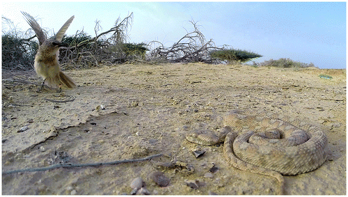 Figure 6. A young Arabian babbler mobs a deadly snake while risking its life.