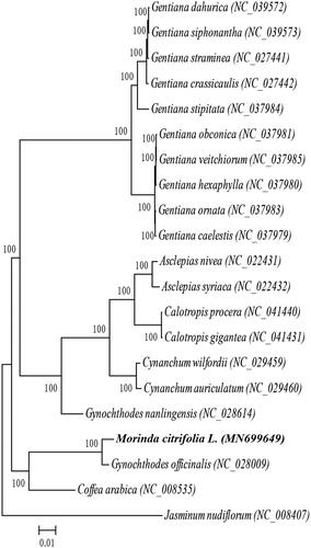 Figure 1. Maximum-likelihood phylogenetic tree of Morinda citrifolia L. and 19 other species which belong to Gentianales order based on complete chloroplast sequences, Jasminum nudiflorum (Lamiales order) was used as the outgroup. Numbers in the nodes are bootstrap values from 1000 replicates, bootstrap values are shown above the nodes. The species and chloroplast genome accession number for tree construction shown below: Gentiana dahurica (NC_039572), Gentiana siphonantha (NC_039573), Gentiana straminea (NC_027441), Gentiana crassicaulis (NC_027442), Gentiana stipitata (NC_037984), Gentiana obconica (NC_037981), Gentiana veitchiorum (NC_037985), Gentiana hexaphylla (NC_037980), Gentiana ornata (NC_037983), Gentiana caelestis (NC_037979), Asclepias nivea (NC_022431), Asclepias syriaca (NC_022432), Calotropis procera (NC_041440), Calotropis gigantea (NC_041431), Cynanchum wilfordii (NC_029459), Cynanchum auriculatum (NC_029460), Gynochthodes nanlingensis (NC_028614), Morinda citrifolia L. (MN699649), Gynochthodes officinalis (NC_028009), Coffea arabica (NC_008535), Jasminum nudiflorum (NC_008407).