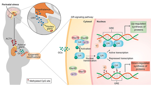 Figure 1. Overview of the HPA axis activity induced by perinatal stress and its GR epigenetic regulation. Perinatal stress triggers the over activity of the HPA axis by stimulating hypothalamus to release corticotropin releasing hormone (CRH), which acts on the anterior pituitary to stimulate the synthesis and secretion of adrenocorticotropic hormone (ACTH). ACTH then stimulates the production of glucocorticoids (GCs) by the adrenal cortex. In a classic negative feedback loop, GCs binding with glucocorticoid receptors (GRs) – which are encoded by the NR3C1 gene – across the body, to inhibit the release of CRH and ACTH, and thereby limit the magnitude of the GC increase. However, in response to perinatal stressors, epigenetic mechanisms reduce the ability of GRs to regulate the negative feedback loop, generating persistent HPA axis dysregulation and increased GC levels. These effects are mediated by transcriptionally silencing the NR3C1 via the epigenetic process of DNA methylation. At the cellular level, the inactive GR is located in the cytoplasm complexed with chaperones (Hsp70, Hsp90, and p23) until it becomes activated upon binding to GCs. At this point, GR dissociates from the multimeric protein complex and translocate to the nucleus. The GC-GR complex can stimulate or inhibit transcriptional responses by binding as a homodimer to glucocorticoid response elements (GREs) or possibly as a monomer to another transcription factor (TF) to enhance or down-regulate the transcription of many genes. When methylated, NR3C1 or other genes containing the GRE sequence inhibit TF binding and gene transcription, attenuating NR3C1 expression as well as an effective response to perinatal stress.