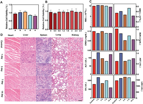 Figure 3 In vitro cytotoxicity and in vivo biosafety assay of APS/AuNRs/PLGA-PEG. (A) CCK8 for cell cytotoxicity of PBS (a), APS/AuNRs/PLGA-PEG (b), APS (c), AuNRs (d) and PLGA-PEG-COOH (e) after co-incubation with HUVEC for 24 h. (B) Cell cytotoxicity at different concentrations of APS/AuNRs/PLGA-PEG. (C) Hematological assay of BALB/c mice and (D) H&E staining of major organs from the control group and the experimental groups 1, 3, 7, and 14 days post intravenous injection of APS/AuNRs/PLGA-PEG. Magnification, 200 ×, scale bar, 50 μm.Abbreviations: APS, astragalus polysaccharide; AuNRs, gold nanorods; PLGA, poly(lactic-co-glycolic) acid; PEG, polyethylene glycol; HUVECs, human umbilical vein endothelial Cells; ALT, alanine aminotransferase; AST, amino-transferase; BUN, blood urea nitrogen; CK, creatine kinase; CREA, creatinine; LDH, lactate dehydrogenase; CCK-8, Cell Counting Kit-8; H&E, hematoxylin-eosin.