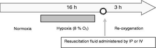 Figure 2 Experimental protocol to induce vaso-occlusion in NY1DD.