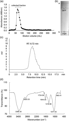 Figure 1. Purification and characterization of BFP.(a) Elution profile of polysaccharide fraction extracted from B. fusco-purpurea on a Sephadex G75 column. (b) TLC pattern of BFP developed with n-butanol/glacial acetic acid/water, 2: 2: 1, v/v/v. The first line (a line) is the solvent front, and the second line (b line) is the origin. (c) Profile of BFP in HPLC on a TSK-gel G4000 PWXL column (7.8 mm I.D. × 300 mm) eluted with ultra-pure water (pH = 7.0) at a flow rate of 1.0 mL/min. (d) FT-IR spectrum of BFP.