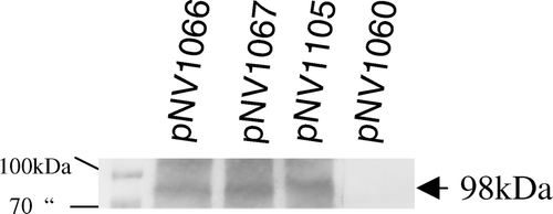Figure 2.  Western immunoblot of functional chimeras. Western immunoblot of chimeras pNV1066 and 1067 using mouse anti-E.coli PhoA antisera. pNV1105, positive control; pNV1060, negative control.