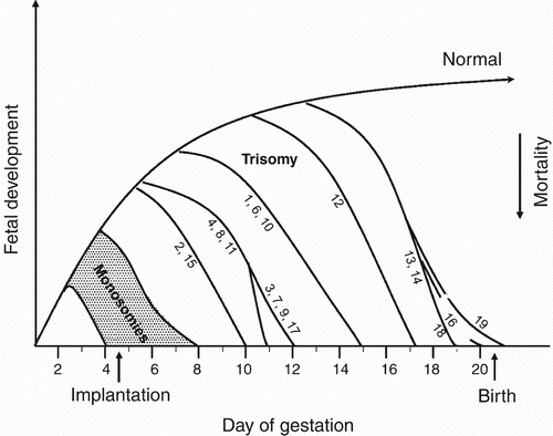 Figure 4.  Development of mouse embryos with chromosomal monosomies and trisomies. Note that all monosomic embryos die before or soon after implantation. With the exception of trisomy 19, all trisomic embryos die during postimplantation development (from [Gropp et al. Citation1983]).