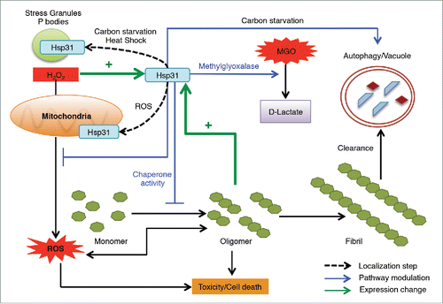 FIGURE 3. The homeostatic functions of Hsp31 associated with protecting cells from stress. Hsp31 is a methylglyoxalase that converts MGO into D-lactate independent of glutathione. Proteotoxic stress induced the expression of Hsp31, which exerts a protective function against toxic effect of oligomers in yeast cells. Oxidative stress induces the expression of Hsp31, re-localizes it to mitochondria resulting in reduced levels of ROS. Response to other stresses leads to Hsp31 localization to P bodies and stress granules. HSP31 deletion under carbon starvation compromises the autophagy pathway, which is a pathway used to clear oligomerized or aggregated proteins. Despite the role of Hsp31 in autophagy, it has a protective effect against α-Syn oligomerization independent of its role in autophagy because of its inhibitory effect early in the oligomerization process.