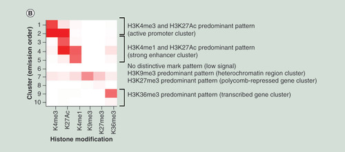 Figure 4.  Histone modification status based on the mean values for human normal purified hepatocytes (HPC6, HPC20, HPC25, HPC27, HPC28 and HPC35). (A) Representative wiggle tracks of genes encoding transcription factors that are highly expressed in hepatocytes and reportedly important for hepatocyte function, such as HNF1 and HNF4, in HPC6 and HPC27 samples. Panels of the HNF1 and HNF4 genes in four other samples and for genes encoding organ-specific transcription factors that are not expressed in hepatocytes, such as PAX8 and CDX2, in the six purified hepatocyte samples are shown in Supplementary Figure 10 (page 319). (B) Heatmap of ChIP-seq data in HPC6, HPC20, HPC25, HPC27, HPC28 and HPC35 generated by the ChromeHMM pipeline [Citation27]. The ratios (mean of all six samples) for all autosomal windows (C), windows annotated to genes showing five or more RPKMs (D), windows annotated to genes showing RPKM values of less than 5 (E), and pDMRs (F) are shown.ChIP-seq: Chromatin immunoprecipitation–sequencing; pDMR: Personal differentially methylated region; RPKM: Read per kilobase pair per million read.