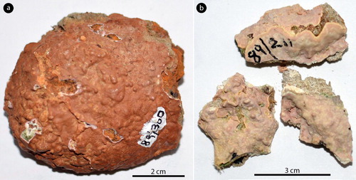 Figure 1. Phragmope discrepans gen. & comb.nov.; a, thalli overgrowing Scutellastra barbata (L.), annotated by Dr. Chamberlain (D16-YMC 89/300); b, thalli attached to rock fragments, annotated by Dr. Chamberlain (D14-YMC 89/211).