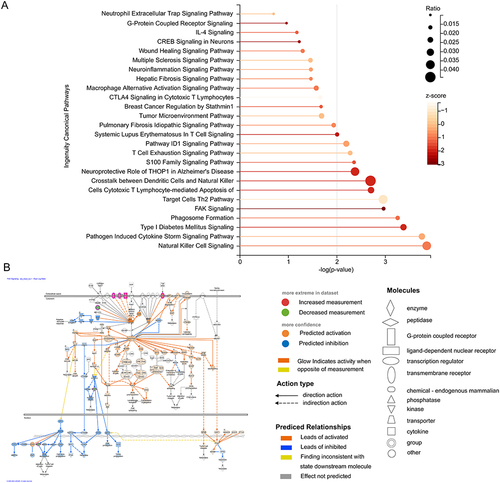 Figure 6 Ingenuity pathway analysis (IPA) of the biomarkers. (A) Bubble chart of enriched canonical pathways. (B) The significantly enriched pathway maps of the FAK Signaling pathway.