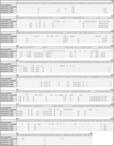 Figure 2. Alignment of psbA-trnH locus of sequencing products of three herbal species, alignment information can be accessed at https://figshare.com/s/e124acf847252f93d9b4.