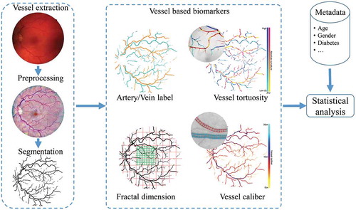 Figure 1. The pipeline for the analysis of retinal vascular biomarkers.