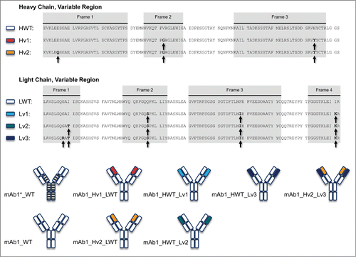 Figure 1. Schematic of the antibody constructs used in this study. The sequences of the heavy chain and light chain variable regions for wild-type and variants is given on the upper part of the figure. The lower part illustrates the combination of the corresponding heavy and light chain variants in the antibodies. The wild-type protein was constructed bearing 2 different Fc parts; heavy chain Fc of G1m17 allotype EEM (white boxes) or a heavy chain hinge LL->AA version (striped boxes).Citation29 The variants with engineered variable regions were constructed as G1m17 allotype EEM Fc version. Engineered positions in the variable regions are highlighted by arrows.