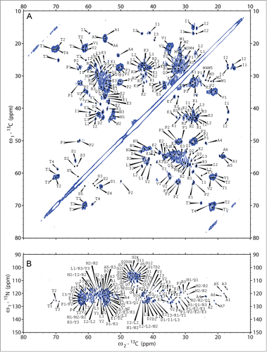 Figure 5. 2D-(13C‑13C)- and (15N‑13C)-solid-state NMR correlation spectra. For identification of spin systems, homo- and heteronuclear correlation spectra were analyzed jointly. The aliphatic regions of (A) (13C‑13C)- and (B) (15N‑13C)-correlation spectra after spontaneous fibrillation of ovrecPrP(25‑233) are depicted, acquired with (A) PDSD-mixing for 20 ms at 11 kHz MAS and (B) DREAM-mixing at 23 kHz MAS, to obtain intraresidue correlations. All cross peaks are labeled according to Tables S1, S2, and S3. Note that in (B) several tentative assignments are present more than one time, reflecting the ambiguity as summarized in Table S3.