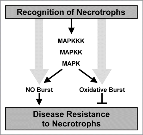 Figure 3 Model showing role of NO and oxidative bursts in disease resistance to necrotrophic pathogens. After recognition of necrotrophs, plants immediately provoke activation of MAPK which could regulate production of both NO and ROS,Citation2 and then NO and oxidative bursts. NO burst plays an important role in disease resistance to necrotrophic pathogens, whereas oxidative burst has a negative role in resistance or has a positive role in expansion of disease lesions by necrotrophs.