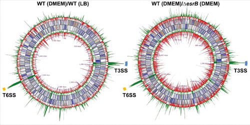 Figure 1. RNA-seq analysis of differential gene expression of wild type (WT) and ΔesrB cultured in DMEM (n = 3) and LB (n = 3) based on normalized transcript levels. The middle circles correspond to forward and reverse NCBI gene annotation and include named genes (blue), hypothetical genes (gray), rRNA (orange) and tRNA (pink). The outermost and innermost circles show the forward and reverse log2 of differential abundance in WT in DMEM versus WT in LB (left) or WT vs. ΔesrB in DMEM (right), respectively. ORFs whose abundance is significantly higher or lower (fold > 4, Padj < 1 × 10−2) than the normalized average expression level are shown in green and red, respectively. The regions highlighted in blue and yellow correspond to T3SS and T6SS, respectively.