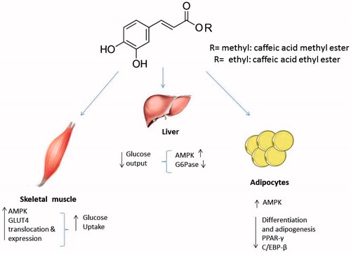 Figure 5. A proposed model for biological effects and signaling pathways modulated by caffeic acid methy ester (CAME) and caffeic acid ethyl ester (CAEE) in vitro.