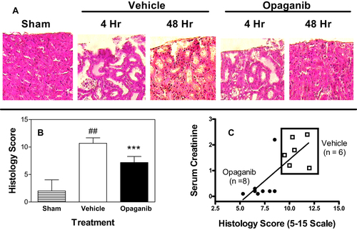 Figure 5 Opaganib attenuates histologic renal damage from severe ischemia-reperfusion. Mice were treated with vehicle or 50 mg/kg opaganib by oral gavage immediately prior to induction of severe kidney ischemia-reperfusion. No surgery was performed in the Sham treatment group. At 4 or 48 hr after reperfusion, mice were sacrificed and kidneys were harvested, fixed, sectioned and stained with hematoxylin and eosin. (A) Representative sections are shown. (B) Histology Scores were calculated as described in the Materials and Methods section. Bars show the mean ± SD values for Sham (n=5), vehicle (n=6) and opaganib (n=8) treatment groups. ##Indicates p < 0.01 compared with the Sham treatment group. ***Indicates p < 0.001 compared with the Vehicle treatment group. (C) To assess the consistency of the data, serum creatinine and Histology Score values are shown for individual mice from the vehicle (□) and opaganib (●) treatment groups.