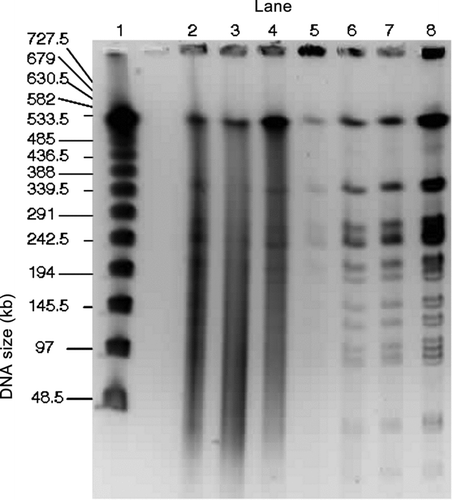 FIG. 5 PFGE gel image of the separation of the E. coli genomic DNA collected at RT and digested with NotI. Samples are from the impactor (Lanes 2 and 4), the WWC (Lanes 5 and 7), and the E. coli stock suspension (Lane 8). Lambda ladder samples (Lane 1) are shown for comparison. The three impactor samples are replicates that were collected over 10 min periods and combined the first and second washes. The three WWC samples are replicates that were collected over 10 min sampling periods followed by 2 min rinses. (Courtesy of Emilia Mollova, US Genomics).