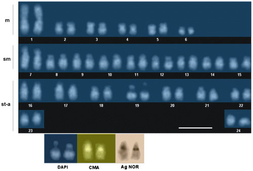 Figure 2. DAPI-stained karyotype of the burbot Lota lota. The bottom row shows the NOR-bearing chromosome pair (no. 19) after sequential DAPI/chromomycin A3/silver nitrate staining. Scale bar = 10 μm.