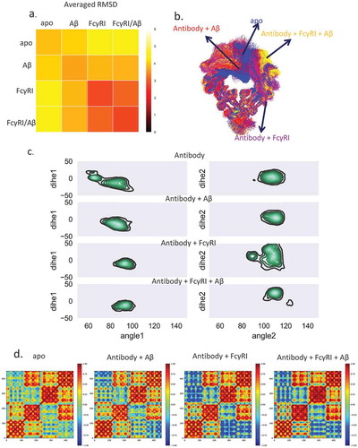 Figure 3. Dynamic motions in Fabs and Fc domains are correlated, and Aβ binding shifts Fc to open conformations to facilitate hFcγRI binding. a. The averaged RMSD among the four complexes indicates that the antigen•antibody•Fc-Receptor complex has a more uniformed conformational distribution. Each structure from each complex was compared to all other structures and averaged by root mean square deviations (Å). b. The most populated clusters from four complexes: unbound antibody (blue), antibody-Aβ (red), antibody-FcγRI (purple), and antibody-FcγRI -Aβ (yellow). c. Two-dimensional histograms show the distributions of the Fc CH2/CH3 relativeangle and dihedral angle. The population distribution from all available MD simulations are shown as contours. Three point angles were defined from the C atoms of residues Y514(1175), M642(1303), and Q576(1294) for the CH2/CH3 angle and four point dihedral angles were defined from the C atoms of residues Y514(1175), Y533(1194), M642(1303), and Q576(1294) for CH2/CH3 dihedral angles. Residue numbers in the brackets are the corresponding residues of the antibody heavy chain. d. Motion correlation among the residues of the Fc region of the four complexes indicated that dynamic motions in Fabs and Fc domains are correlated. Residues with highly (anti)correlated motion are red (blue).