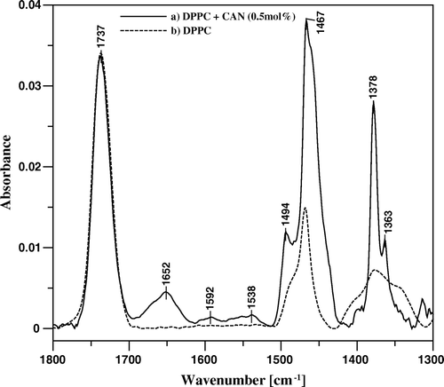 Figure 6.  FTIR absorption spectra, presented in the spectral region between 1300 and 1800 cm-1, of mono-component monomolecular layer of DPPC (dashed line) and two-component DPPC-canthaxanthin monomolecular layer containing 0.5 mol% of the carotenoid (solid line) deposited to Ge crystal support at the surface pressure 25 mN/m.