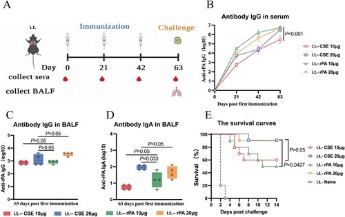 Figure 7. Immune responses and relative protective efficacies of CSE vaccine and rPA. (A) Schematic timeline of immunization and challenge. (B) Reciprocal IgG titers in serum. (C, D) Reciprocal (C) IgG and (D) IgA titers in BALF. (E) Survival of mice (n = 10) against 100 × LD50 aerosolized B. anthracis spore challenge.