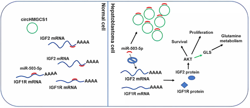 Figure 5. Molecular mechanism of circHMGCS1 promoting hepatoblastoma progression: The left side of the picture shows the distribution of several substances in normal cells. The picture on the right shows that in hepatoblastoma cells, circHMGCS1 upregulates the target gene IGF by adsorbing miR-503-5p. The increase of IGF protein activates AKT signal pathway to promote cancer cell proliferation and shorten the survival period of patients with hepatoblastoma. In addition, it also promotes amino acid metabolism in cancer cells by increasing glutaminase [Citation32]. Copyright 2019 Ivyspring International Publisher.