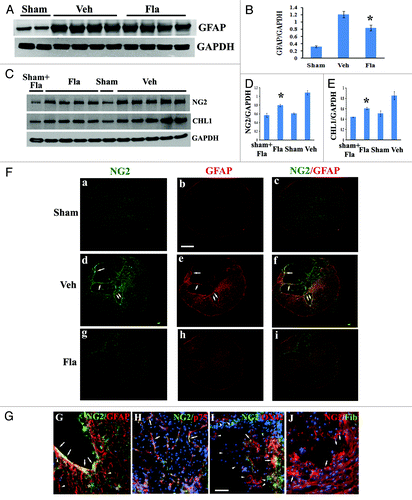 Figure 6. Flavopiridol decreases astrocytic reactivity after SCI. (A−B) western blot analysis showed that flavopiridol treatment significantly reduced the SCI-induced upregulation of GFAP at 4 weeks post-injury. Representative immunoblots are shown in panel A. (C−E) Increases of NG2 and CHL1 expression at 4 weeks after SCI were significantly attenuated by treatment of flavopiridol. Representative immunoblots are shown in panel C. *p <0.05 vs. vehicle group. n = 4–5 in vehicle or flavopiridol groups, n = 2 in sham or sham + flavopiridol group. (F) Wide-field high-resolution confocal images of a complete transversal section of the injured spinal cord (d-f) revealed that NG2 (green) and GFAP (red) immunoreactivity is increased throughout the cord at 4 weeks after SCI. This was attenuated by treatment with flavopiridol (g-i). Scale bars = 500 μm, (G) NG2-immunostained cells present in the border zone were double immunostained for GFAP (arrows). Note that immunostainings for GFAP also detected NG2-negative cells (arrowheads). NG2+-oligodendrocyte precursor cells cells were negative for GFAP (stars). (H) NG2+/p75+ Schwann cells were observed inside the lesion (arrows). (I) A subset of OX42+ macrophages in the central lesion area were transiently immunopositive for NG2 after insult (arrows). However, large numbers of OX42+ cells in the field did not express NG2 proteoglycan (arrowheads). (J) None of NG2-expressing cells inside the spinal cord tissues appeared fibronectin positive (arrows). Scale bars for G−J = 50 μm,