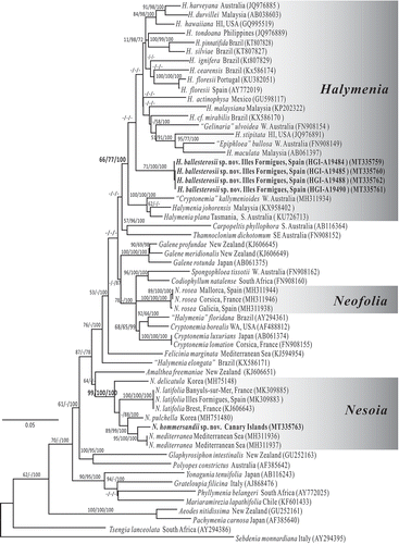 Fig. 1. Maximum likelihood phylogeny of the Halymeniales based on the rbcL gene using the Tamura 3-parameter + GAMMA model in MEGA6 (–Ln = 11385.4511). Support values resulting from the Maximum likelihood, Maximum parsimony and Bayesian analyses are indicated as branch labels (ML/MP/BI). Scale indicates substitutions per site