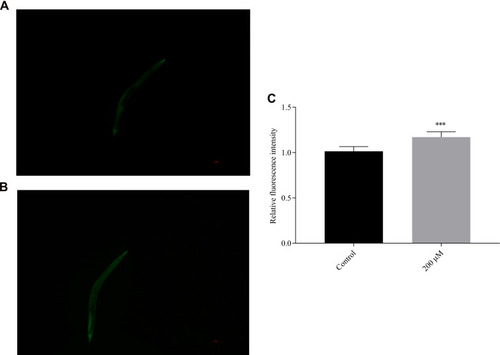 Figure 11 Fluorescence images showing sod-3::GFP expression in CF1553 C. elegans ((A) control group; (B) 200 μM group). (C) The sod-3::GFP intensity in the treated CF1553 was quantified and showed significant difference from the control (***p <0.001).