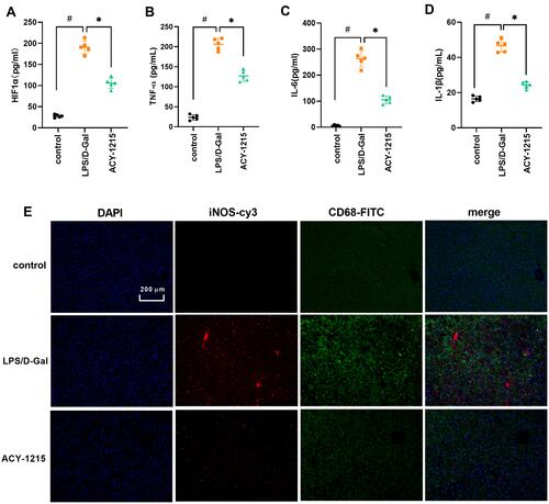 Figure 4 The effect of ACY-1215 on cytokines and marker proteins of M1 macrophages in ALF mice. (A–D) The levels of HIF1α, TNF-α, IL-6, and IL-1β were tested by ELISA kits. (E) The levels of iNOS and CD68 were detected by immunofluorescence. Data are shown as mean ± SD. #P < 0.05, compared with the control group. *P < 0.05, compared with the LPS/D-Gal group.