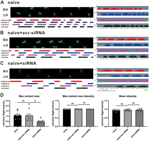 Figure 6 Effect of the knockdown of lncRNA51325 on the Catwalk gait parameters in naïve rats. (A-D) Representative Catwalk gait, including Print view, Timing view and Print intensity. Statistical changes of gait parameters between the naïve, naïve+scr-siRNA, and naïve+siRNA groups. *p<0.05, vs naïve+scr-siRNA group; n=8, Ordinary one-way ANOVA.