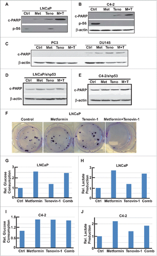 Figure 2. Combination of Tenovin-1 and metformin led to increased cell death in prostate cancer cells in a p53 dependent manner (A, B) Combination of Tenovin-1 and metformin induced an increased cell death in LNCaP and C4-2 cells. Cells as indicated were treated with either metformin or Tenovin-1 alone or together for 24 hours, and harvested for IB. (C, D) Metformin plus Tenovin-1 did not induce an increase of cell death in p53-negative prostate cancer cells. PC-3 (p53-null) and DU145 (p53 mutant) cells were treated with indicated drugs for 24 hours and harvested. (D, E) No increased cell death with metformin plus Tenovin-1 in LNCaP and C4-2 cells upon p53 depletion. Cells were depleted of p53 with lentivirus-based shRNA, treated with indicated drugs for 24 hours, and harvested. (F) Combination of Tenovin-1 and metformin led to significantly decreased colony formation. LNCaP cells were seeded in 6-well plates and treated with indicated drug(s) for 1 month, with medium changing and drug treatment every 3 days. Cells were fixed with formalin and stained with crystal violet. (G to J) Tenovin-1 treatment antagonized metformin-induced increased glycolysis. After LNCaP (G, H) and C4-2 (I, J) cells were cultured in 6-well plates and treated with indicated drug(s) for 24 hours, medium were harvested for glucose and lactate measurement. Relative glucose consumption rate and lactate production rate were calculated.