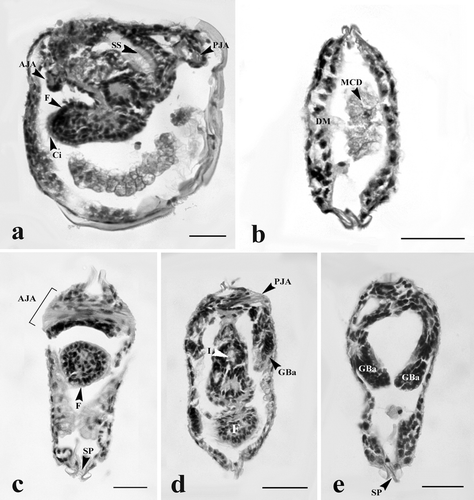Figure 6. Early juvenile stages of H. bialatus showing sagittal section (a), and cross-sections (b–e). AJA, anterior juvenile adductor; Ci, cilia; DM, definitive mantle; F, foot; GBa, gill bar; I, intestine; MCD, mushroom body cells debris; PJA, posterior juvenile adductor; Sp, spines; and SS, style sac. Bars = 25 µm.