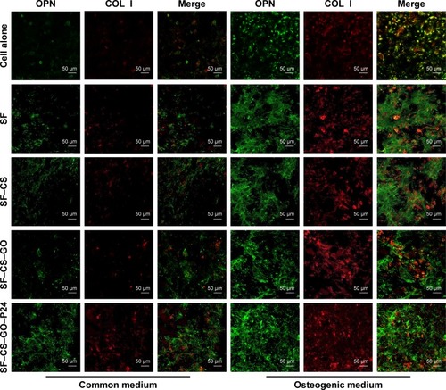 Figure 6 Immunofluorescence staining for OPN and COL I of BMSCs cultured on the scaffolds under common medium and osteogenic medium conditions (scale bars=50 µm).Abbreviations: BMSC, bone marrow mesenchymal stem cell; SF, silk fibroin; CS, chitosan; GO, graphene oxide.