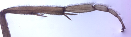 Figure 10. Middle leg of female Hydropsyche tepoka (Trichoptera: Hydropsychidae) showing flattened tibia and tarsi with swimming hairs.