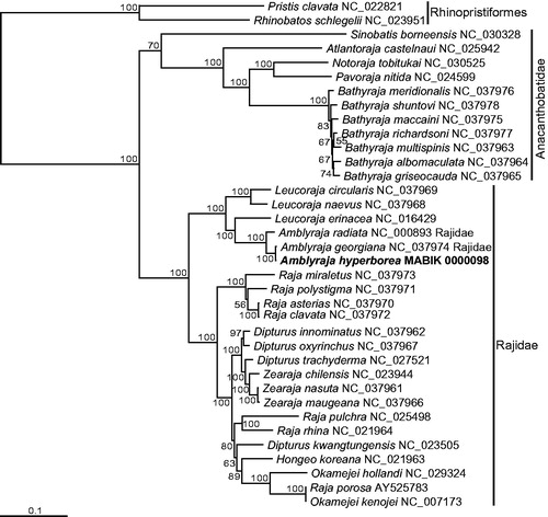 Figure 1. Mitogenome-based maximum likelihood (ML) phylogram of Amblyraja hyperborea (in bold), plus related species. The bars on the right represent the outgroup order (Rhinopristiformes) and the two families (Anacanthobatidae and Rajidae) within the order Rajiformes. The nucleotide sequence matrix included the codons of the 12 protein-coding, rRNA, and tRNA genes. A bootstrap value above 50% in the ML analysis is indicated at each node.