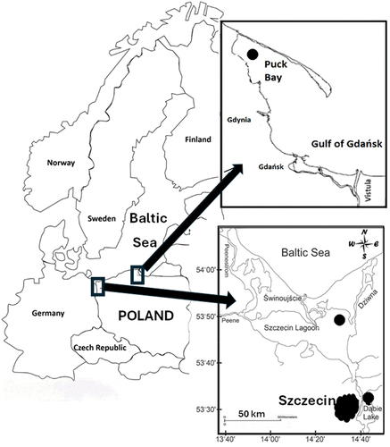 Figure 1. Location of water, bottom sediment, and fish sampling sites from Dąbie Lake, Szczecin Lagoon and Puck Bay.