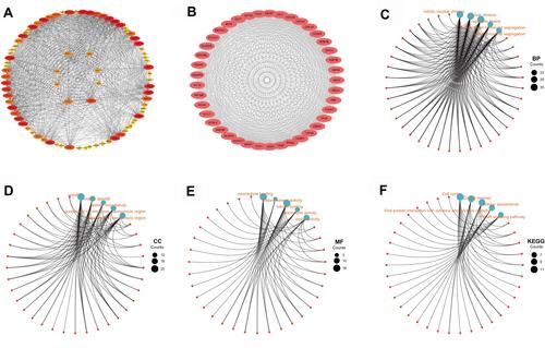 Figure 7 Enrichment analysis of E2Fs and their most correlated genes in chRCC. (A) Gene-gene interaction network for E2Fs and most correlated genes (Cytoscape). (B) Interaction network of hub genes with a higher degree of connectivity. (C–F) The functions of E2Fs and their most correlated genes were predicted by the analysis of gene ontology (GO, and Kyoto Encyclopedia of Gene and Genomes (KEGG) by Metascape tolls). Go and KEGG enrichment analysis predicted the functional roles of target host genes based on four aspects, including (C) biological process, (D) cellular components, (E) molecular functions, and (F) KEGG pathway analysis.
