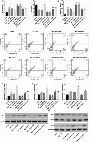 Figure 4. Dynorphin activation of KOR alleviated seizure-like neuron injury via activation of PI3K/Akt/Nrf2/HO-1 pathway MDA content and SOD activity (a) using commercial kits, cell apoptosis (b) using flow cytometry, mRNA expression of HO-1 (c) using RT-qPCR, and protein expression of total Nrf2, nuclear Nrf2 and HO-1 (d) using western blot, in cultured hippocampal neurons exposed to Mg2+-free solution, followed by treatment with dynorphin-A and LY294002 (an inhibitor of PI3K/Akt pathway)/ZnPPIX (an HO-1 inhibitor), both alone or in combination. Cultured hippocampal neurons without any treatment served as the control group. DMSO served as the vehicle of LY294002 and ZnPPIX. Dyn-A, dynorphin-A. LY, LY294002. *p < 0.05, **p < 0.01, vs. Control group; #p < 0.05, ##p < 0.01, vs. Mg2+-free or Mg2+-free + DMSO group; &&p < 0.01, vs. Mg2+-free + Dyn-A group.