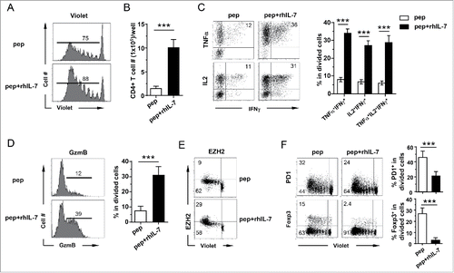 Figure 1. IL-7 confers polyfunctionality to 6.5 TCR-Tg CD4+ T cells upon antigenic stimulation in vitro. Violet-dye-labeled spleen cells from 6.5 TCR-Tg mice were stimulated with 1 μg/mL HA peptide in the absence or presence of 100 ng/mL rhIL-7. After 7 d in culture, cells were harvested, enumerated and analyzed by FACS. (A) CD4+ T cell proliferation status as reflected by violet dye dilution. Histograms shown are representative of CD4+ T cells harvested from the specified culture conditions. Numbers indicate the percentage of divided CD4+ T cells. (B) Absolute number of CD4+ T cells recovered from the specified culture condition. Live CD4+ T cell number is calculated as: total live cells count per well × percent CD4+ T cells. Data are pooled from six independent experiments and shown as mean ± SD. (C) Expression profiles of pro-inflammatory cytokines produced by activated CD4+ T cells. Cells recovered from culture were stimulated with Leukocyte Activation Cocktail containing PMA, ionomycin and GolgiPlug for 4 h before intracellular staining for IL-2, TNFα and IFNγ. Representative dot plots shown are gated on divided CD4+ T cells, and the numbers indicate the percentage of cells in the corresponding quadrant. The results from six independent experiments are summarized in bar graph. Data are shown as mean ± SD. (D) Expression profiles of granzyme B in cultured CD4+ T cells. Histograms shown are gated on divided CD4+ T cells. Numbers in histograms indicate the percent of granzyme B-expressing cells in divided CD4+ T cells. Data are summarized in scatter plots. (E) EZH2 expression in cultured CD4+ T cells. Representative dot plots are shown to indicate EZH2 expression relative to CD4+ T-cell division. Numbers represent percent of cells in the corresponding quadrant. (F) PD1 and Foxp3 expression profiles in cultured CD4+ T cells. Representative dot plots are shown to indicate PD1 and Foxp3 expressions relative to CD4+ T-cell division. Numbers represent percent of cells in the corresponding quadrant. Summary of the results are shown in the bar graphs. Data are pooled from six independent results and shown as mean ± SD. ***, p <0 .001.