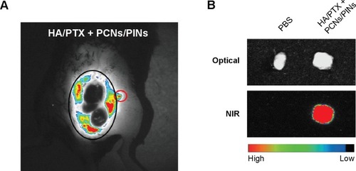 Figure 9 In vivo molecular imaging of tumor-draining lymph node after treatment.Notes: (A) In vivo NIR images of the tumor-draining inguinal lymph node were obtained 24 hours after intratumoral injection with PLGA NPs (black circle: tumor region; red circle: tumor-draining lymph node). (B) Ex vivo optical (top) and NIR (bottom) images of a dissected tumor-draining lymph node.Abbreviations: HA, hyaluronic acid; PTX, paclitaxel; PLGA, poly(lactic-co-glycolic acid); NP, nanoparticle; PBS, phosphate-buffered saline; NIR, near infrared.