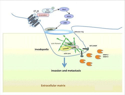 Figure 1. Endothelin A receptor (ETAR) regulates formation of invadopodia by β-arrestin-1-dependent in cancer cells. Schematic view of an invadopodium that is actively degrading the extracellular matrix via signals induced by ET-1 and its receptor ETAR in ovarian cancer cells. The activation of ET-1 receptor initiates a G-protein-independent signaling through the recruitment of the scaffold protein β-arrestin1, which binds PDZ-RhoGEF favoring its tyrosine-phosphorylation, leading to RhoC activation and downstream RHO-associated coiled-coil containing protein kinase 1 (ROCK1), and LIMK activation, to control regulation of cofilin activity by Ser3 phosphorylation at adhesion ring. Indeed, ET-1/β-arrestin1 enhances the ability of tumor cells to form F-actin cores in membrane protrusions, followed by recruitment of invadopodia component proteins, like cortactin and Tks5, before activation of proteases (MT1-MMP, MMP-2, MMP-9) to complete invadopodia maturation, promoting invasion and metastasis.